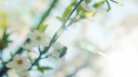 Bee pollinating flowering trees, slow motion Stock Footage 115702429