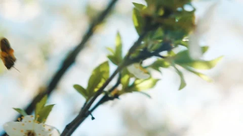 Bee pollinating flowering trees, slow motion Video stock 115702794