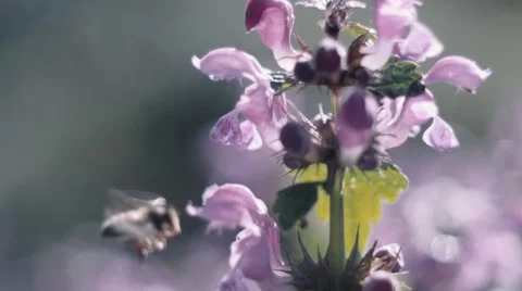 Bee pollinating flowers and flying Stock Footage 68051288