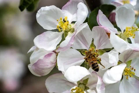 Bee pollinating flowers of an apple tree at springtime. Stock Photos