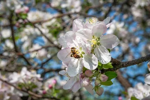 Bee pollinating flowers of an apple tree at springtime. Stock Photos