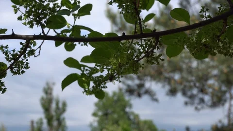 Bee pollinating flowers on branch Stock Footage 91703423