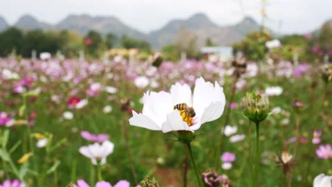 Bee pollinating flowers Bug insects in the meadow. Stock Footage 146846174