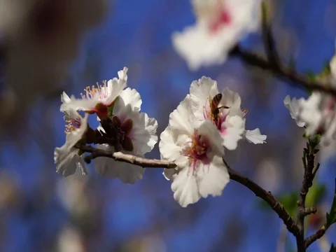 Bee pollinating Flowers Of Cherry Tree Stock Footage 80062461