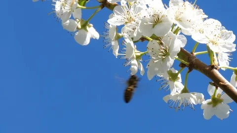 Bee pollinating flowers of cherry tree Video stock 88142051