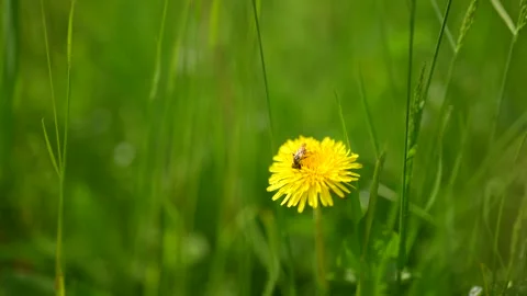 Bee pollinating flowers collecting nectar Slow motion video of a small Bee Stock Footage 241095763