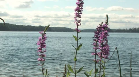 Bee pollinating flowers at edge of lake Stock Footage 7765265