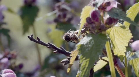 Bee pollinating flowers Stock Footage 68051274