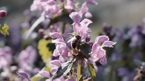 Bee pollinating flowers Stock Footage 68051277