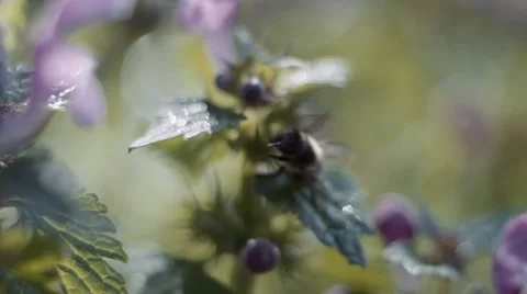Bee pollinating flowers Stock Footage 68051281