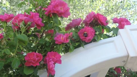 Bee Pollinating Flowers Stock Footage 149802729