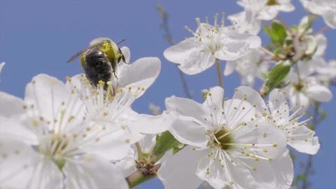 Bee pollinating flowers Stock Footage 272350317