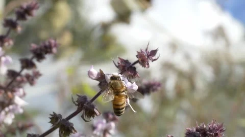 Bee Pollinating The Flowers Of Holy Basil In The Garden. - closeup shot Video stock 330976243