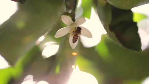 Bee pollinating flowers. Macro video. Selective Focus. Stock Footage 131746080