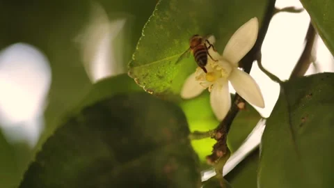 Bee pollinating flowers. Macro video. Selective Focus. Stock Footage 132187600