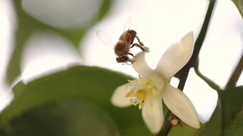 Bee pollinating flowers. Macro video. Selective Focus. Stock Footage 132365185