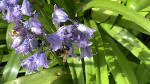 Bee pollinating flowers outdoors 스톡 동영상 133712882