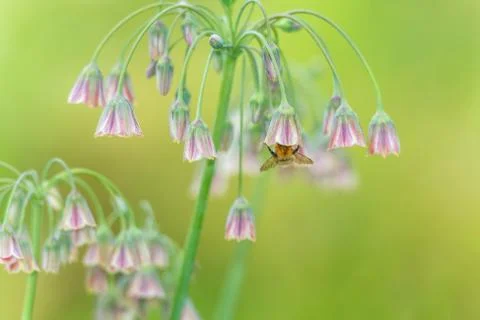 Bee pollinating flowers Stock Photos