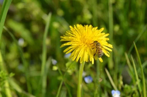 Bee pollinating the flowers Stock Photos