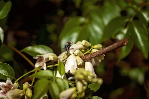 Bee Pollinating Flowers Stock Photos