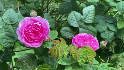 A bee pollinating flowers of pink Rosa Centifolia in summer garden. Stock Footage 278160337