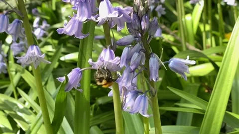 Bee pollinating flowers in slow motion 스톡 동영상 133712901