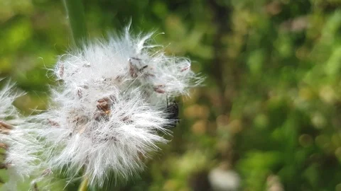 Bee pollinating flowers in summer Stockbeeldmateriaal 125069662
