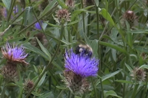 Bee Pollinating Stock Footage 8540802