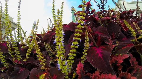 Bee Pollinating Stock Footage 36135423