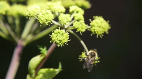 Bee pollinating. Stock Footage 41209405