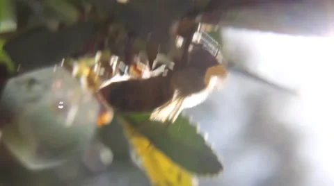 Bee Pollinating Video stock 46725919