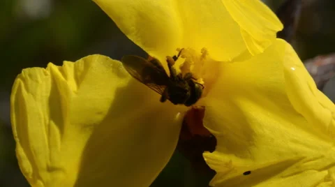 Bee pollinating Stock Footage 52424982