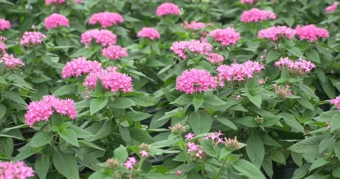 Bee Pollinating Stock Footage 74536416