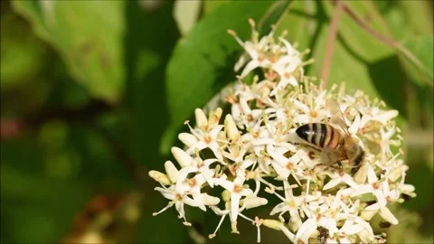 A Bee Pollinating Stock Footage 197977096