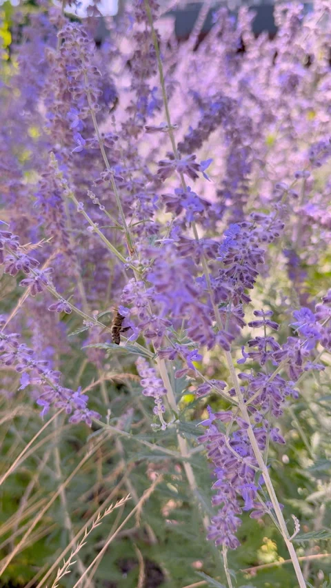 Bee pollinating Stock Footage 340270221