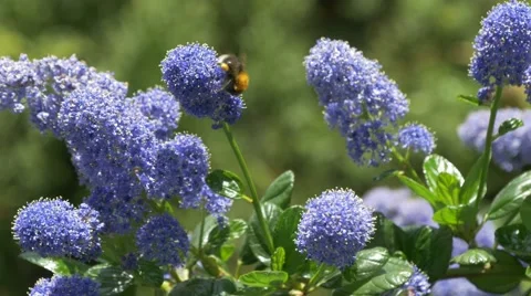 Bee pollinating garden plants Video stock 50276333