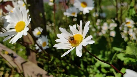 Bee Pollinating on Giant Daisy Flower Stock Footage 131576287
