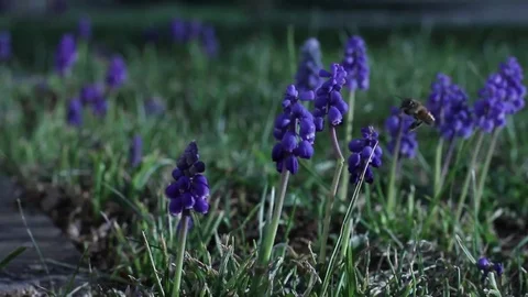 Bee Pollinating Grape Hyacinth Flowers 1080p Stock Footage 77326166