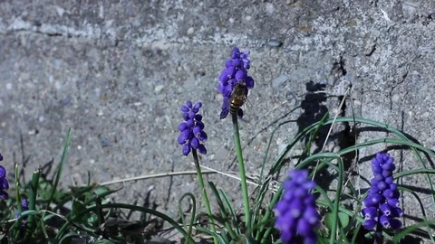 Bee Pollinating Grape Hyacinth Flowers by Stone Wall 9 sec 1080p Stock Footage 77326203