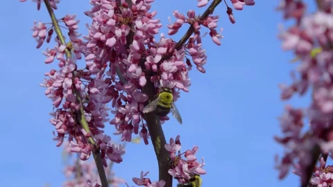 Bee pollinating a group of pink flowers. 4k60p Stock Footage 131108062