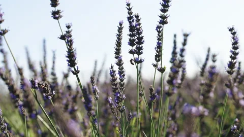 Bee pollinating on lavender in field during sunny day - Valensole Provence Stock Footage 194567665