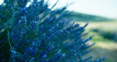 Bee pollinating lavender flowers blooming in farm on wind Stock Footage 249348554