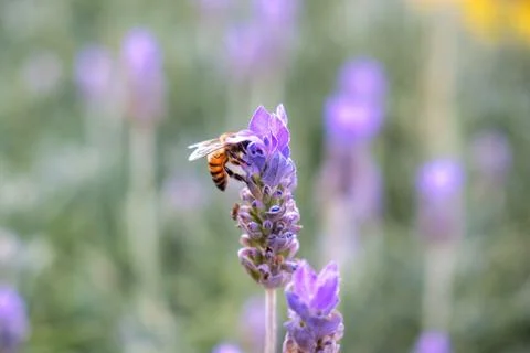 Bee pollinating lavender flowers Stock Photos