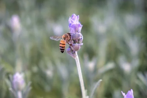 Bee pollinating lavender flowers Stock Photos