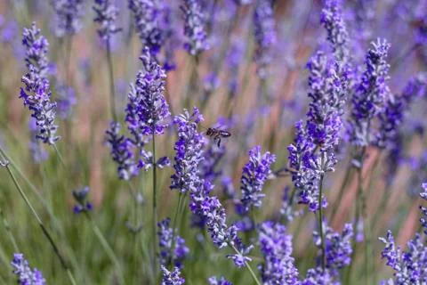 Bee pollinating lavender flowers in spring Foto stock