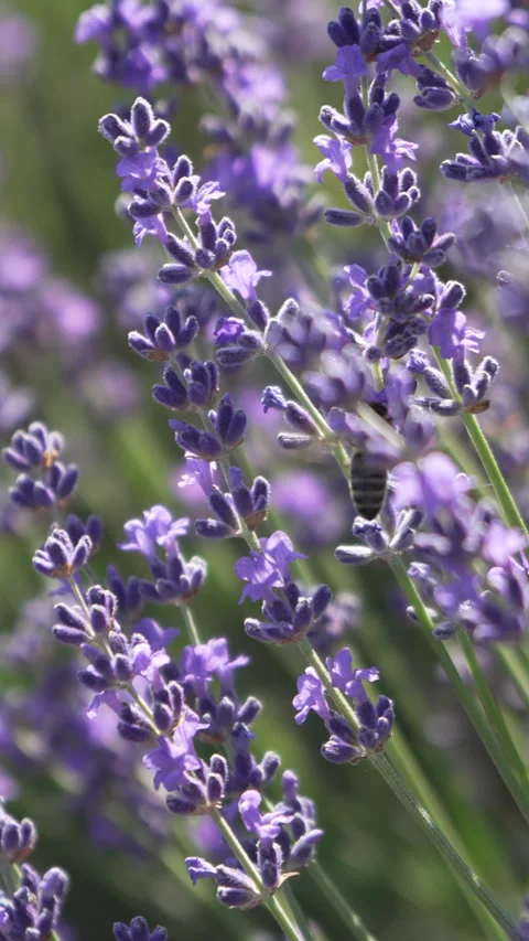 Bee Pollinating Lavender Flowers Swaying in the Wind Stock Footage 312100577