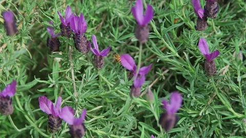 Bee pollinating lavender plants Stock Footage 129708515