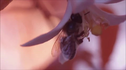 Bee pollinating a lemon flower, infrared video, agriculture and beekeeping Stock Footage