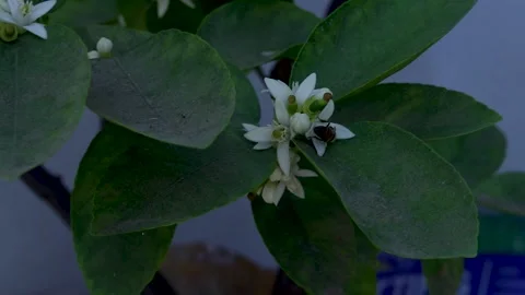 Bee pollinating lemon flower windy day Stock Footage 148693692