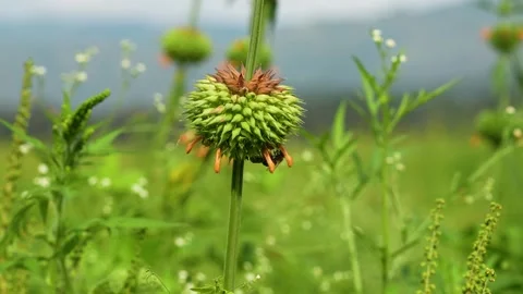 Bee pollinating Leonotis nepetifolia flower Stock Footage 337985652